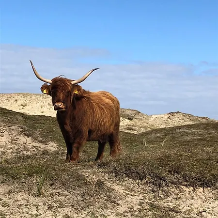 De Vrije Vogel * Egmond aan Zee