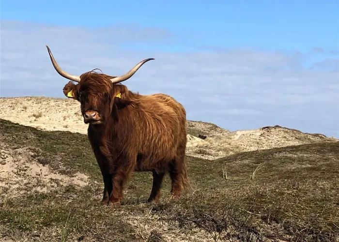 De Vrije Vogel * Egmond aan Zee